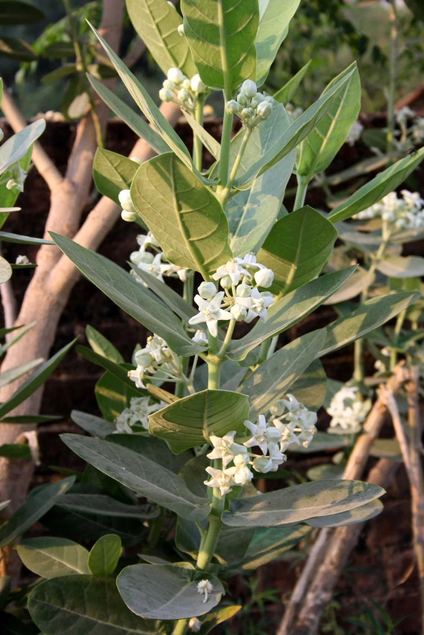 White Eruku Plant thumbnail 3